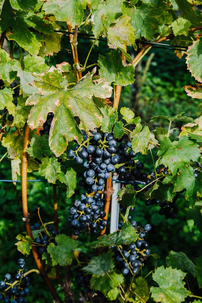 Blaue Trauben zwischen Weinlaub
